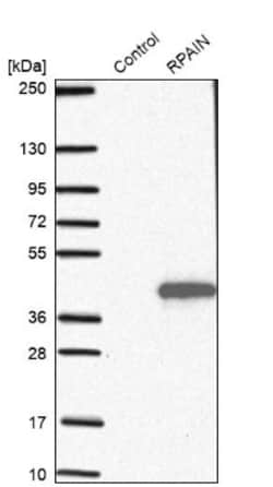 RPAIN Antibody, Novus Biologicals 25 &mu;L; Unlabeled:Antibodies, Polyclonal